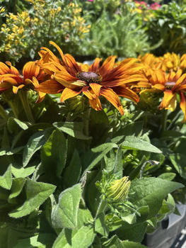 Garden Center