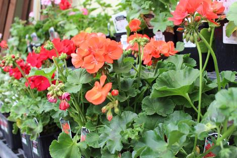 Plant Goods