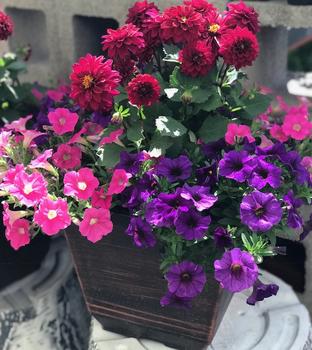 Plants