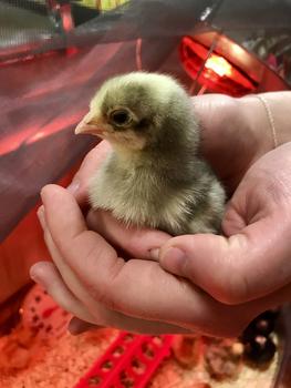 Chicks