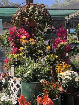 Fall Garden Flowers