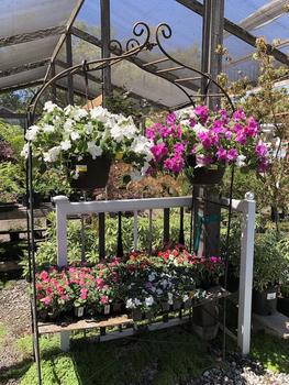 Filler Flowers