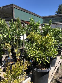 Fruit Trees