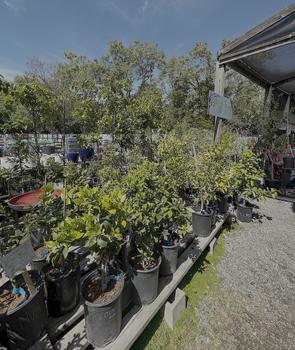 Fruit Trees