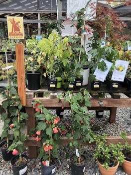 Garden Flowers