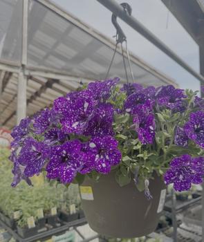 Hanging Plants