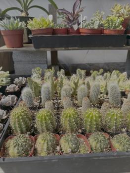 Succulents