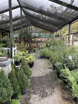 Trees and Shrubs