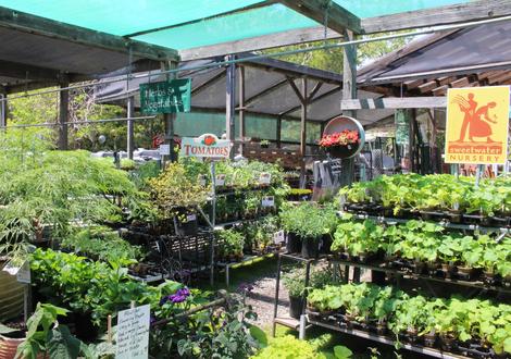 Veggie Plants