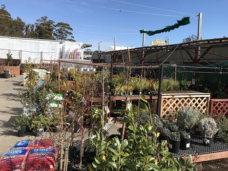 out side garden