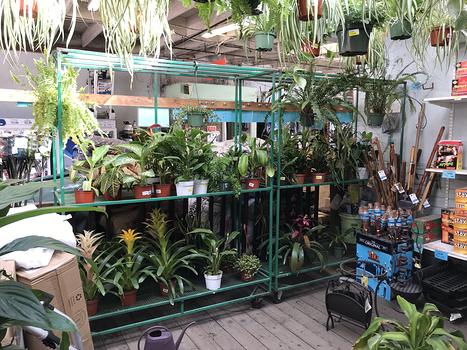 plants