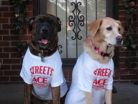 Going to the Dogs