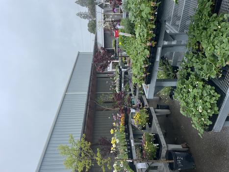 Flowers & vegetables