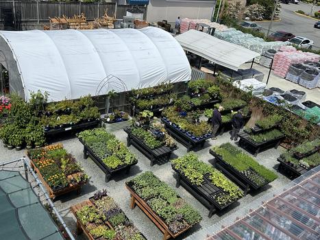 Ace Gusty Garden Nursery