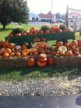 Pumpkin display