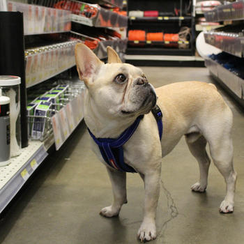 Oliver the store pup