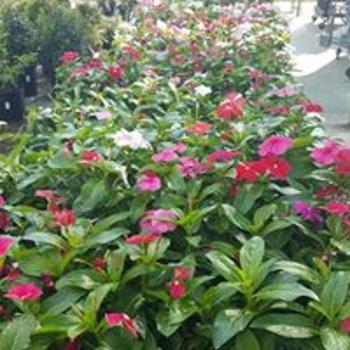 Flowers1