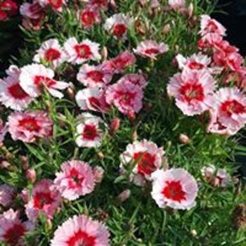 Flowers2