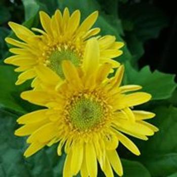 Flowers3