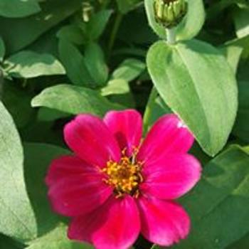 Flowers4