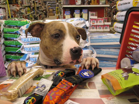 pet