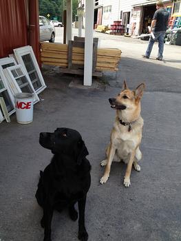 Comet & Friday