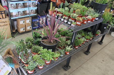 Cactus/Succulents