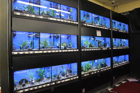 Fish Department
