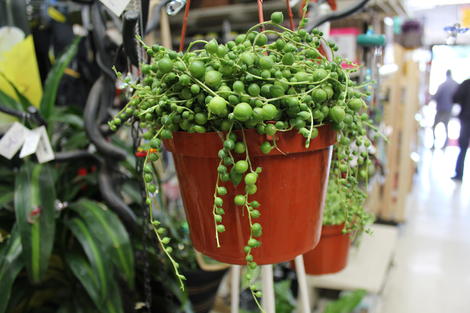 String-of-Pearls