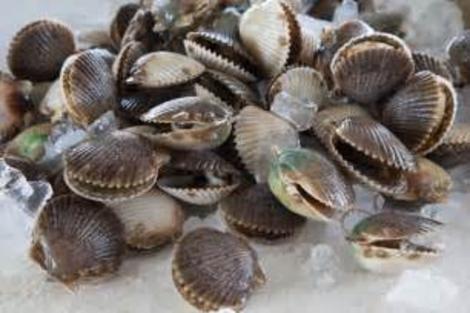 Scallop Season