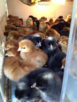 Baby Chicks