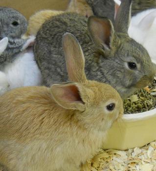 Bunnies