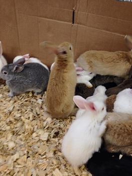 Bunnies