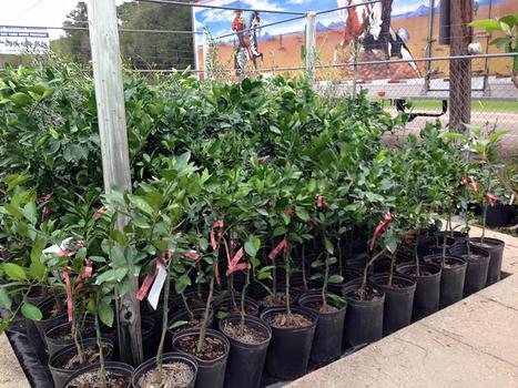 Citrus trees