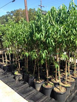 Fruit Trees