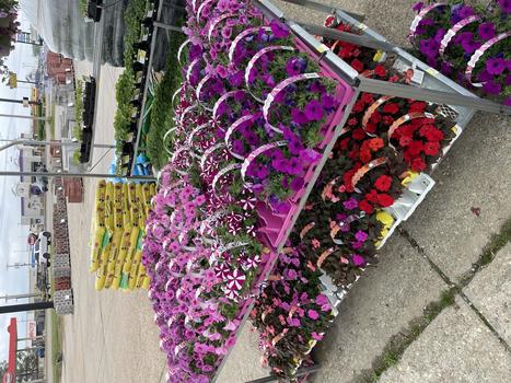 LIVE GOODS