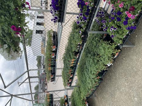 LIVE GOODS