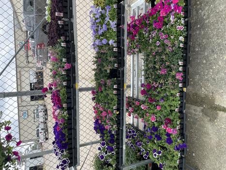 LIVE GOODS