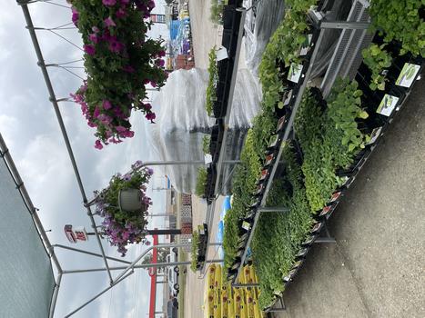 LIVE GOODS