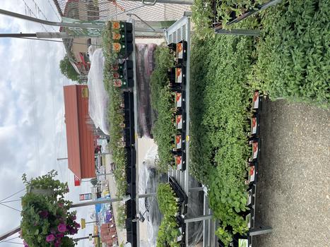 LIVE GOODS