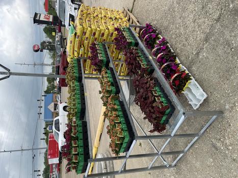 LIVE GOODS