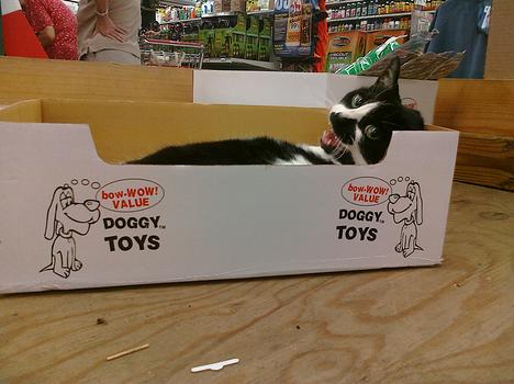 ACE the cat