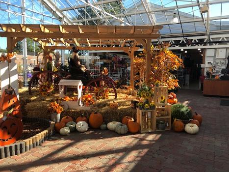 Fall at LGP Ace