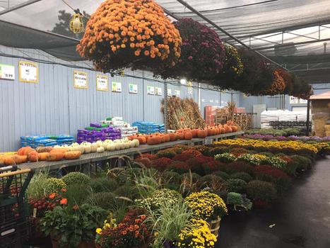 Fall at LGP Ace