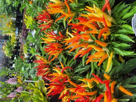 CAPSICUM