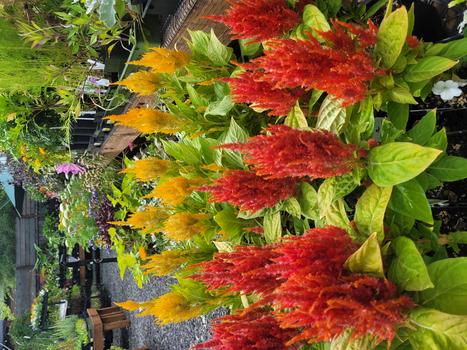 CELOSIA
