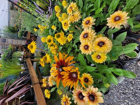 ECHINACEA