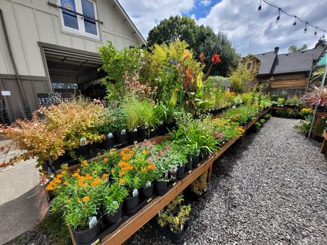 PERENNIALS