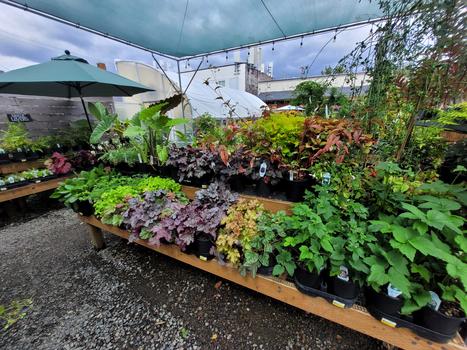SHADE PLANTS