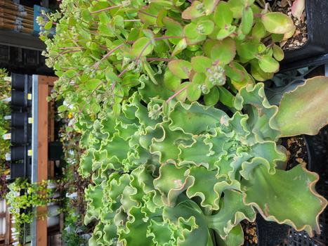 SUCCULENTS